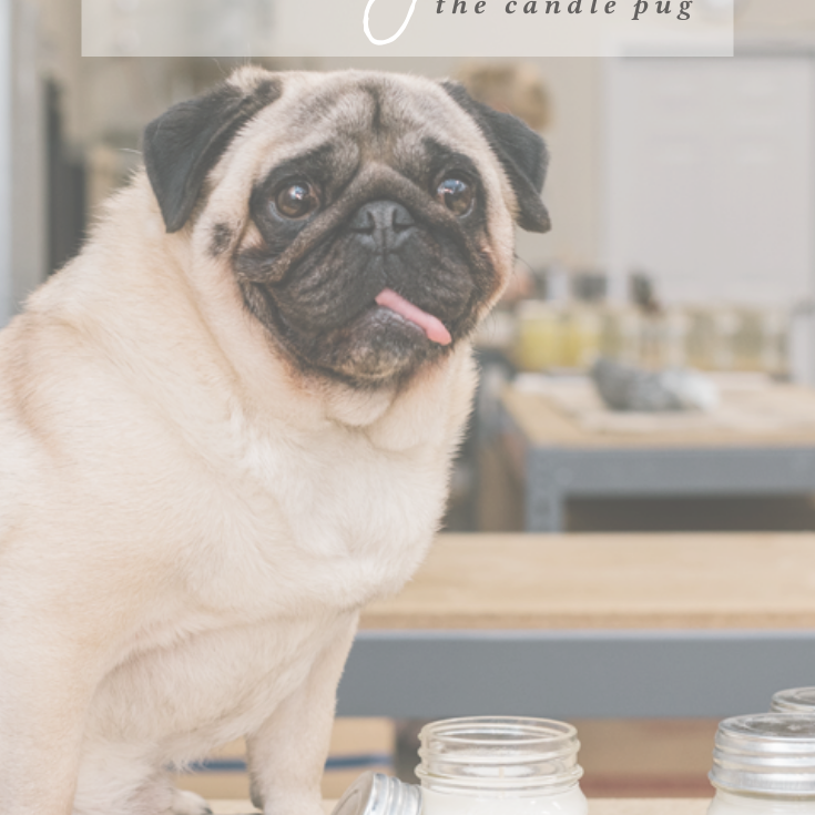 a day in the life of Waylon: the candle pug